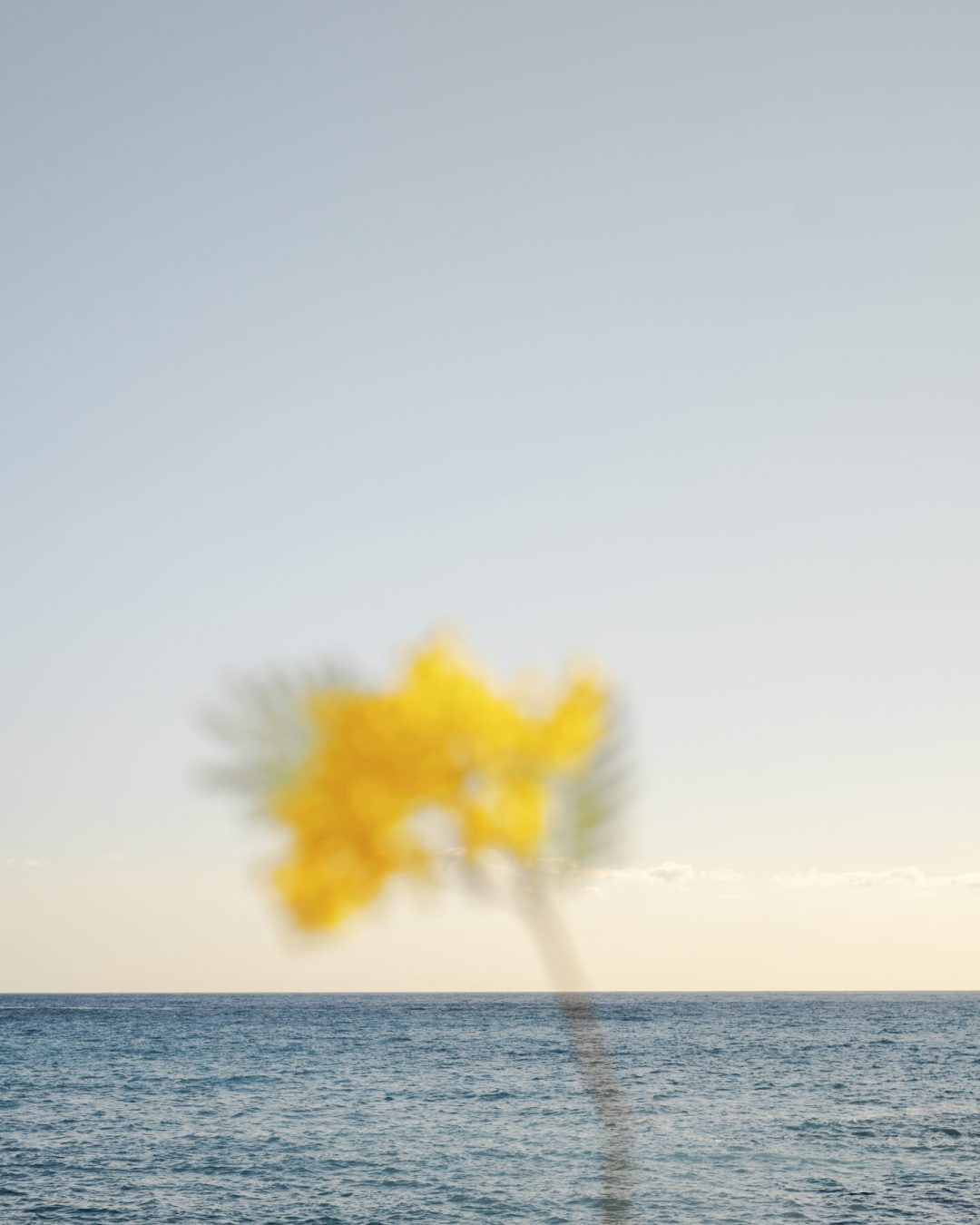 REMINISCENCE_MIMOSA_02 REMINISCENCE_MIMOSA_02